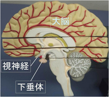 脳下垂体について01