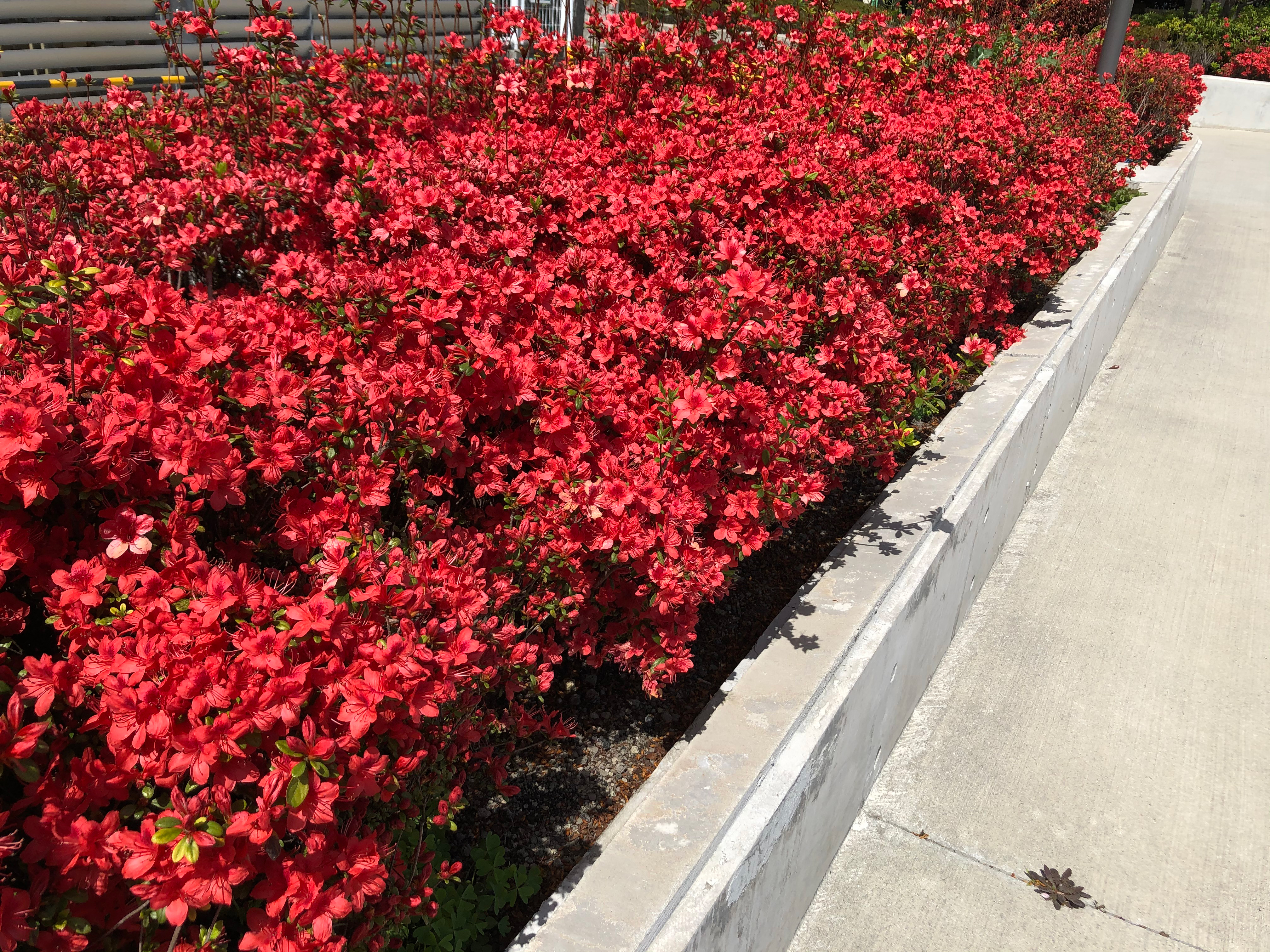 ツツジの花が咲きました 昭和大学病院