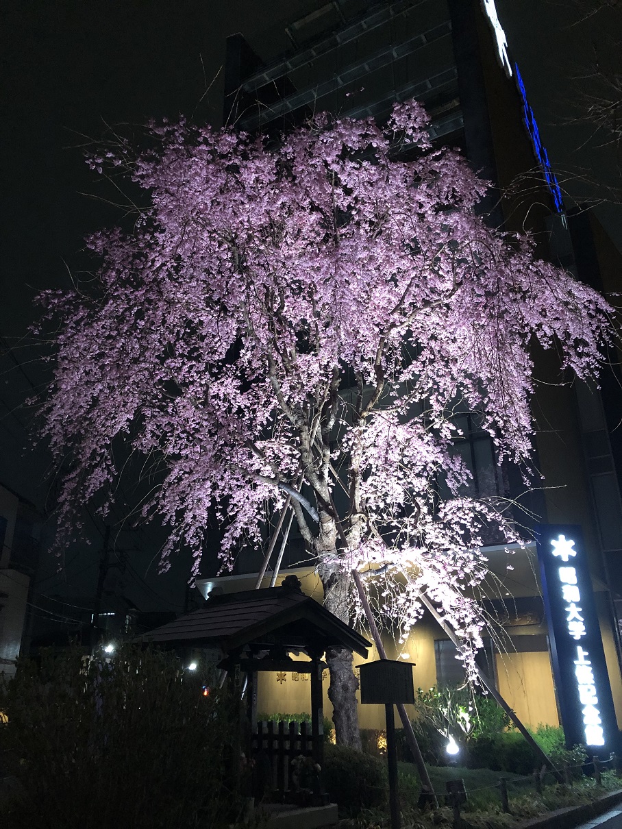 枝垂桜①