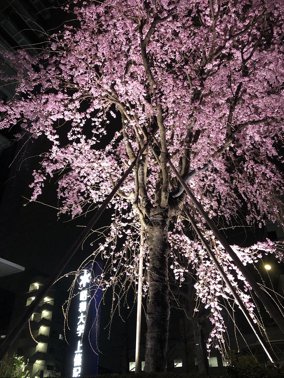枝垂桜②