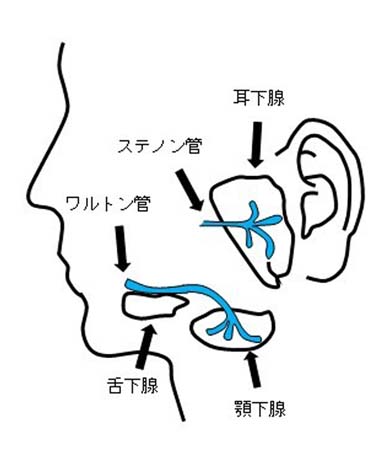 大唾液腺