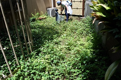 草取り1