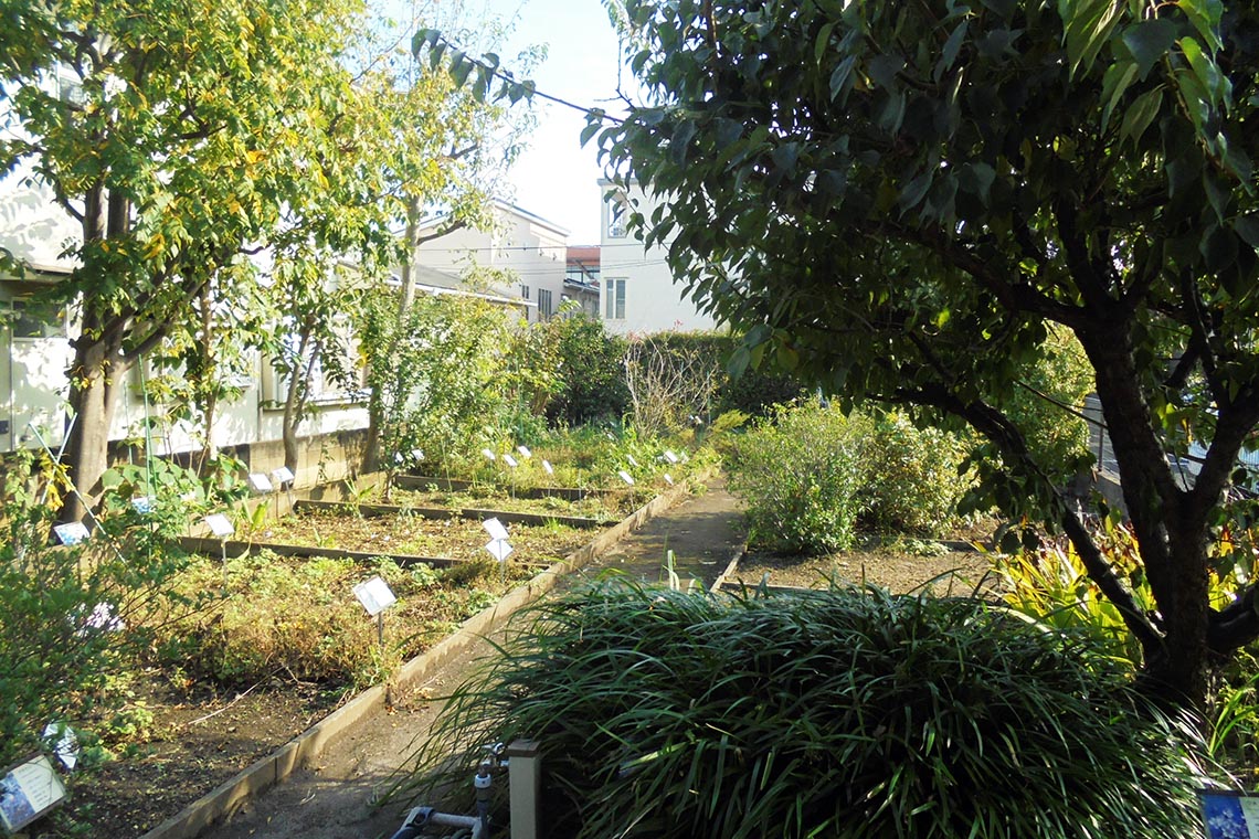 薬用植物園