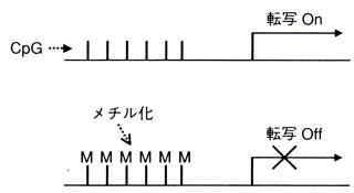 臨床病理診断学講座07