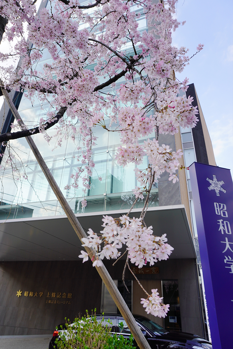 上條記念館のシダレザクラ