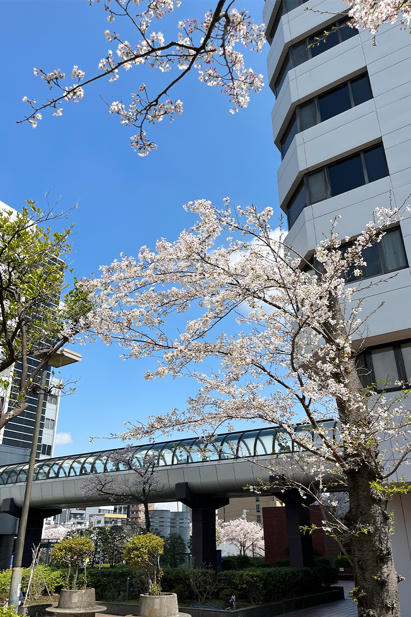 mv02_昭和大学病院の桜