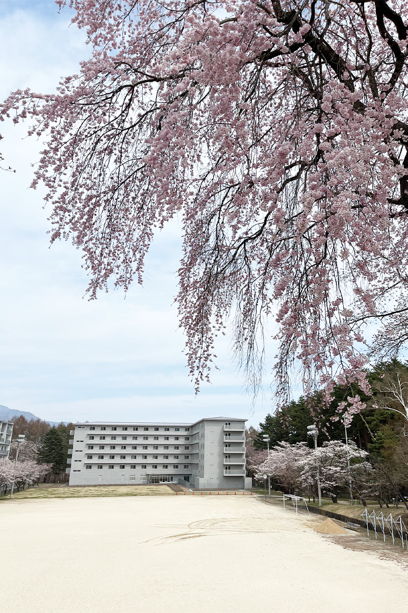 富士吉田キャンパスの桜01