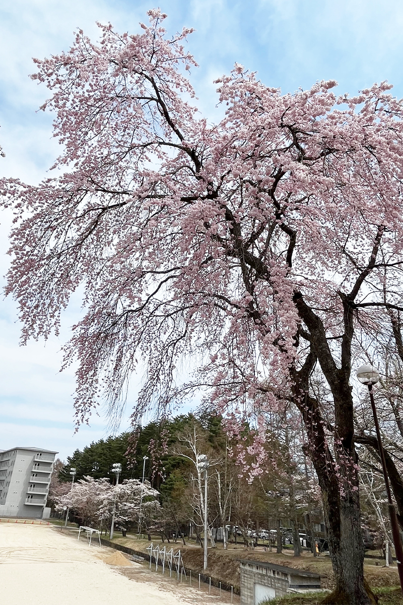 富士吉田キャンパスの桜02