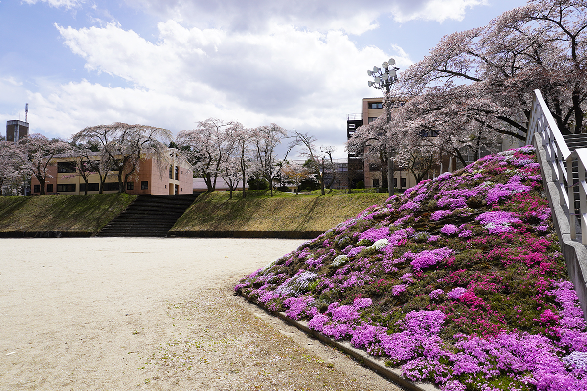 富士吉田キャンパスの芝桜