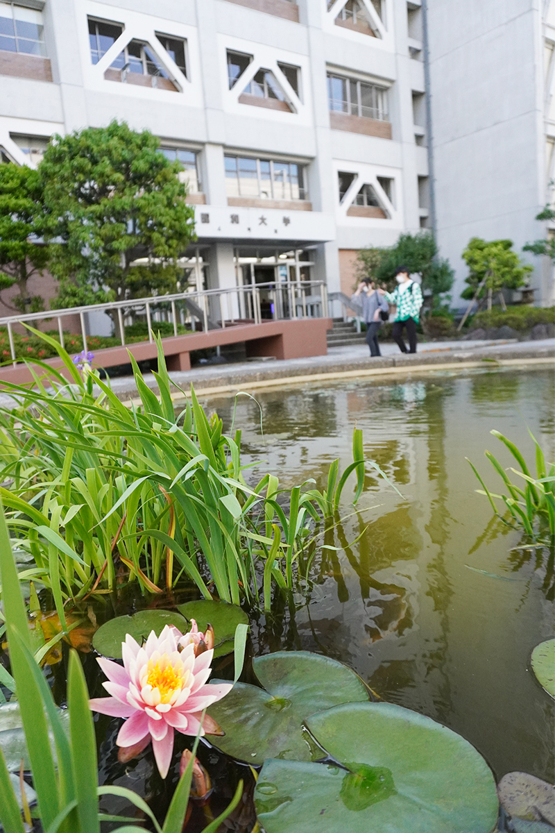 中庭の水蓮