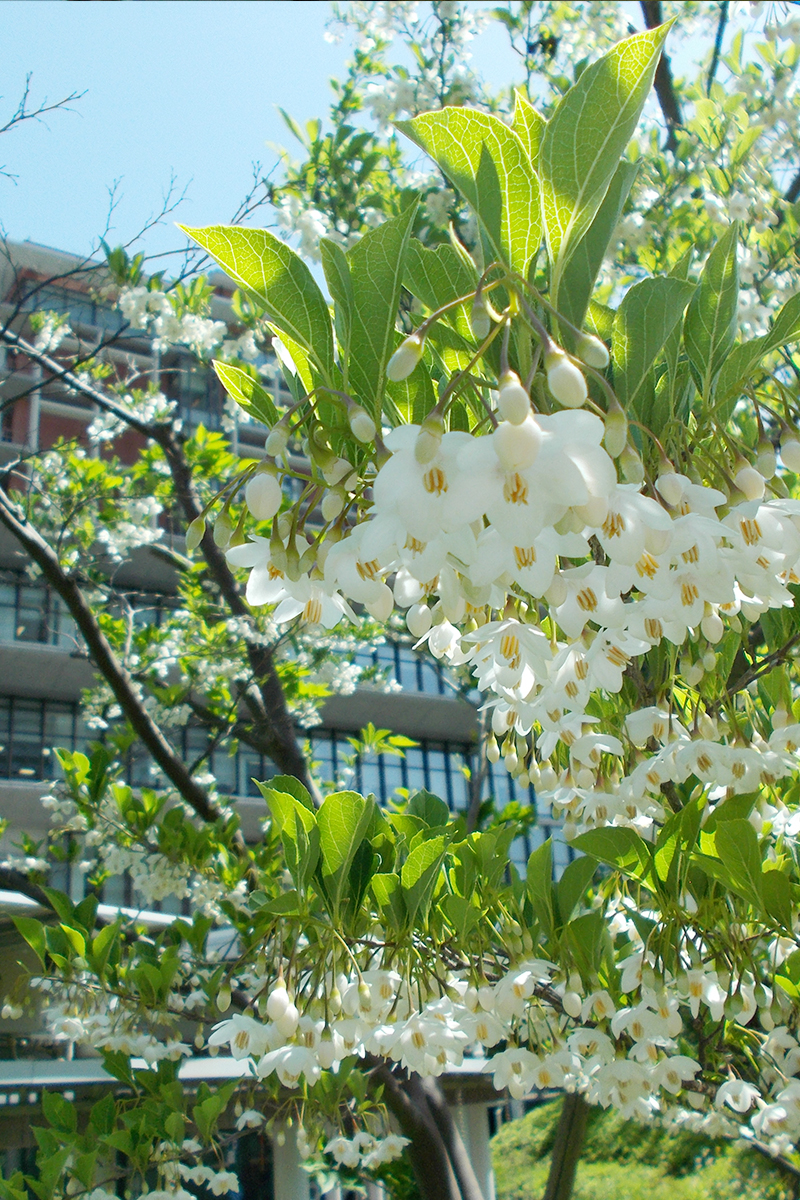 5月　江東豊洲病院のエゴノキ