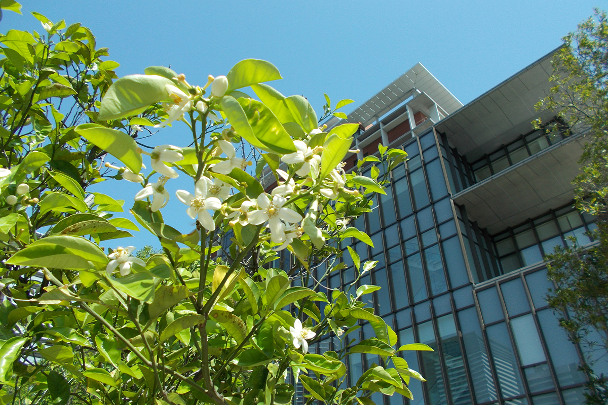 5月　江東豊洲病院の八朔