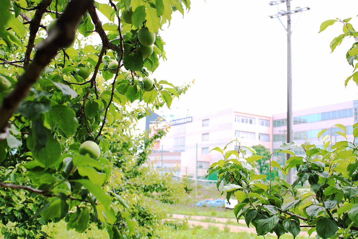 5月 横浜キャンパスの梅