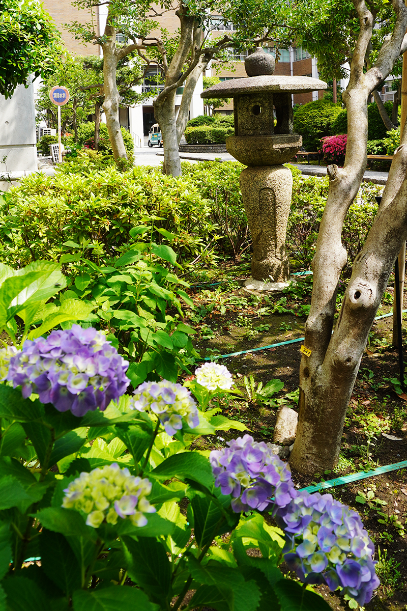 6月 旗の台キャンパスのアジサイ