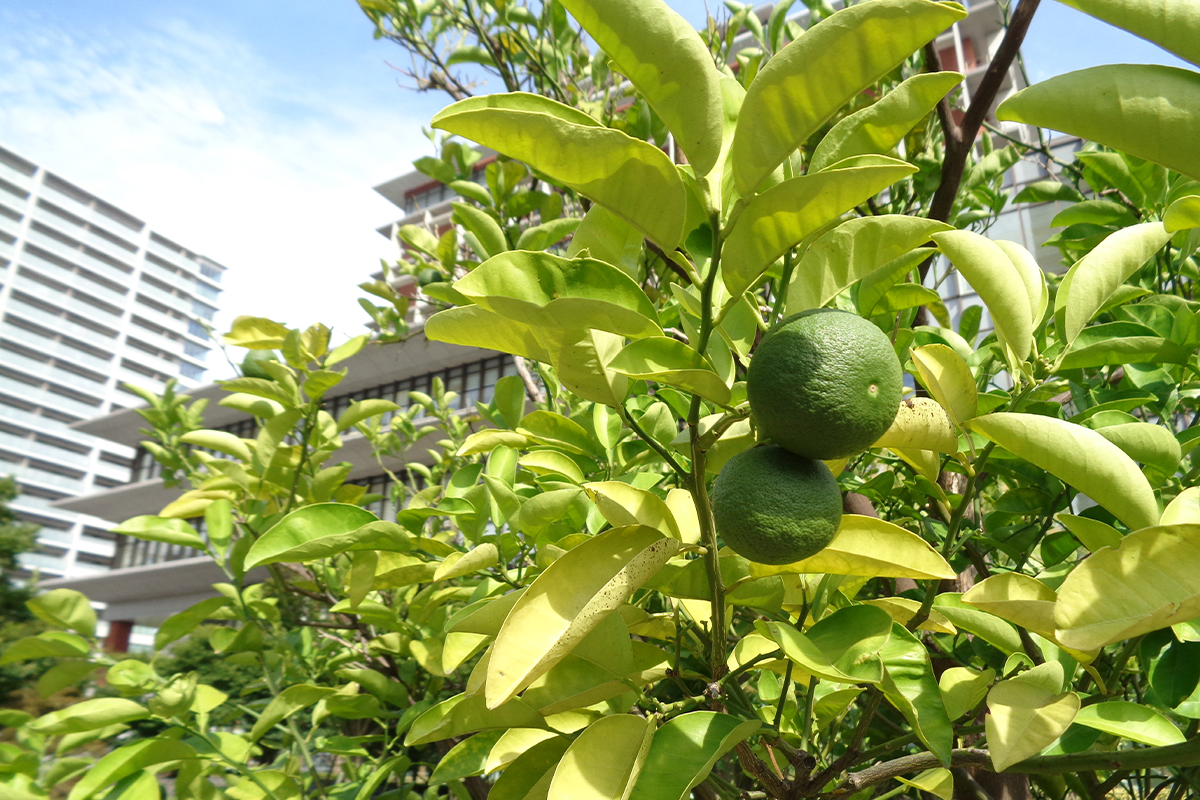 7月 江東豊洲病院の八朔