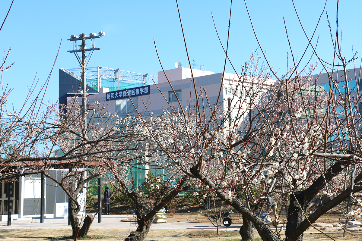 2月 横浜キャンパスの白梅