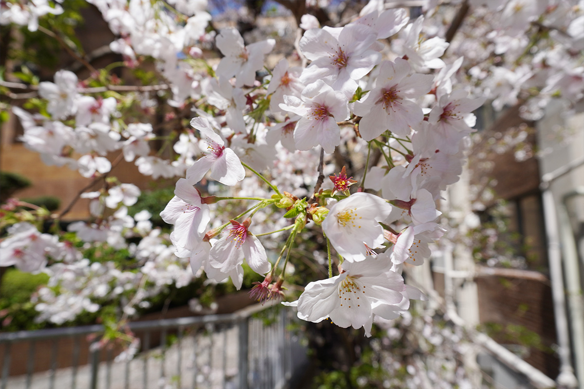 旗の台キャンパスの桜2