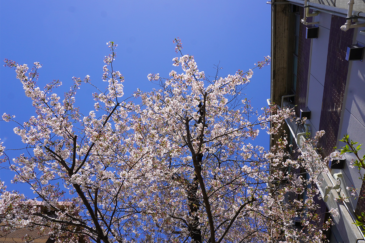 旗の台キャンパスの桜1