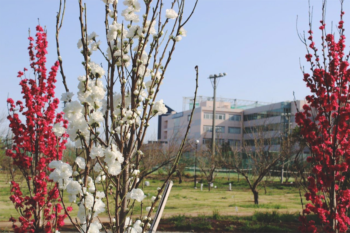 4月　横浜キャンパスの花桃