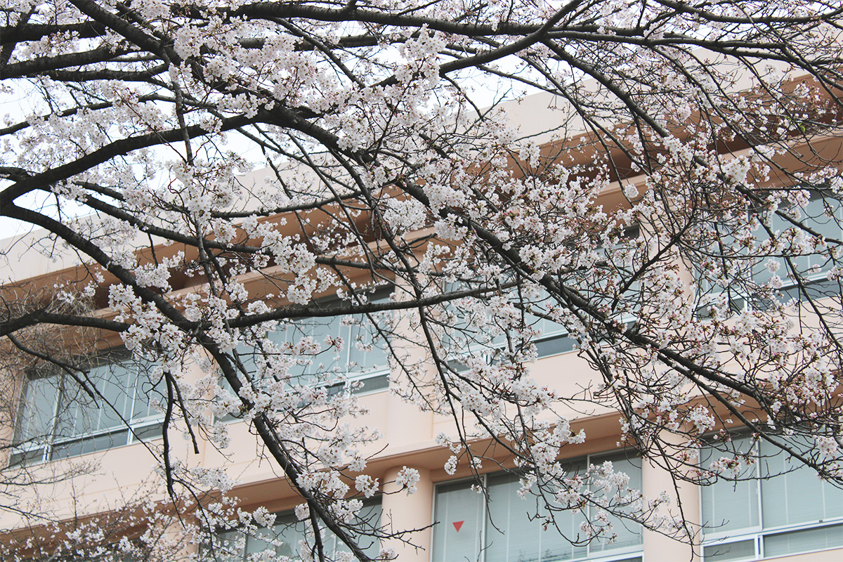 4月　横浜キャンパスの桜