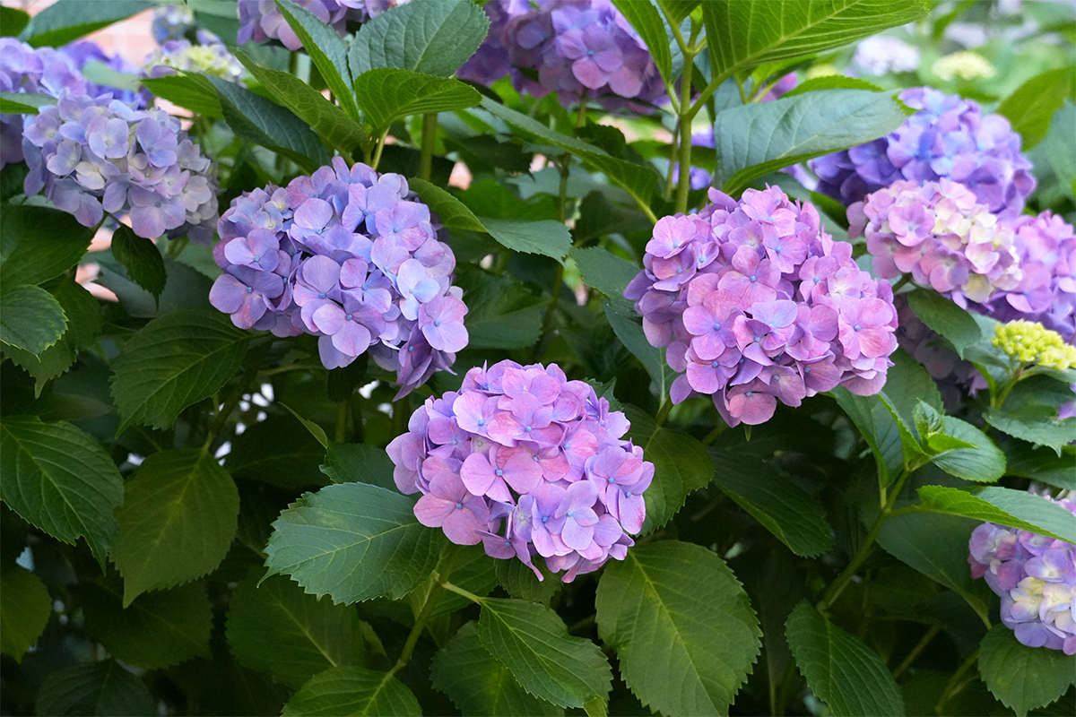 紫陽花①(1200×800)