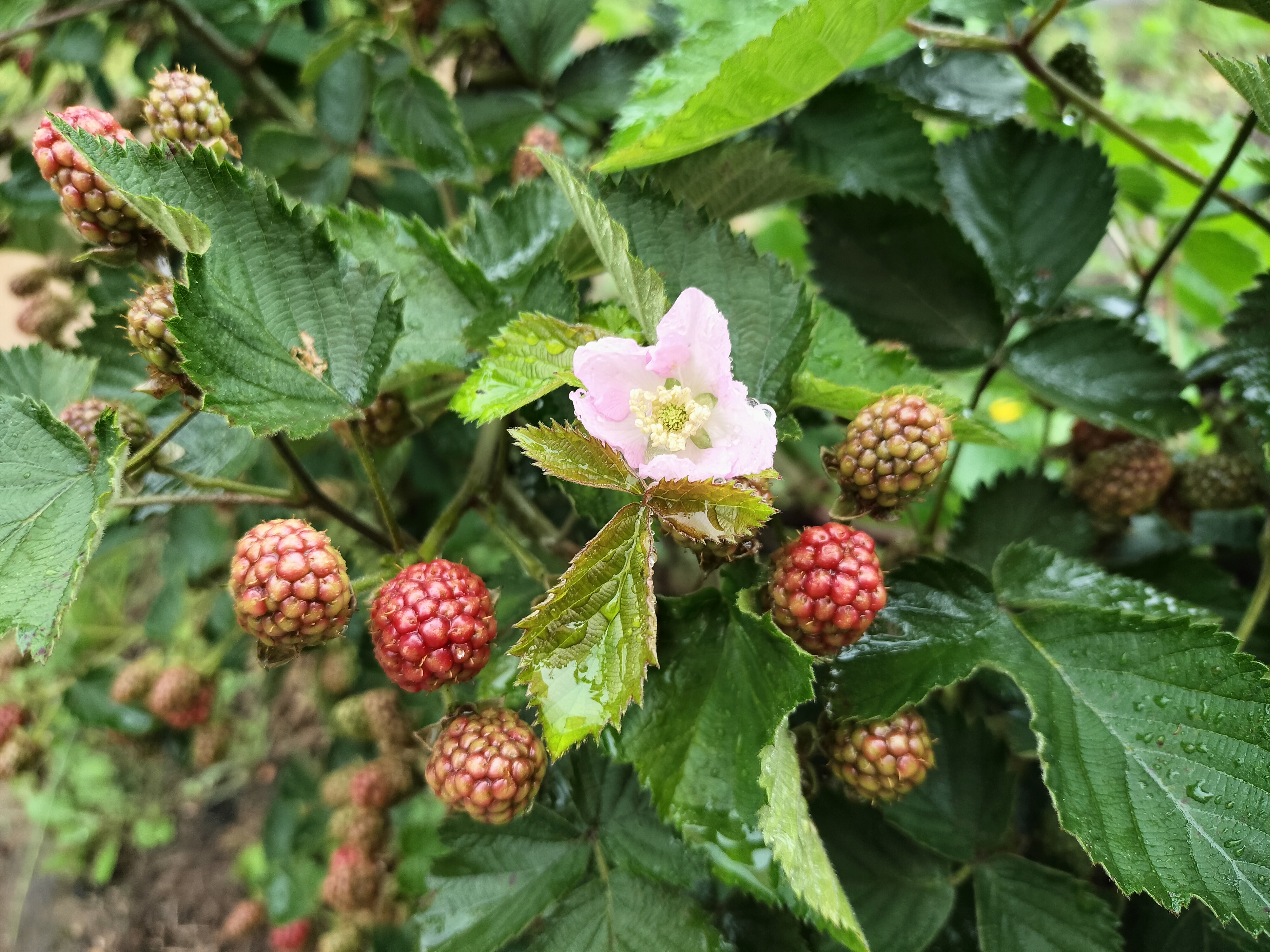 04.ブラックベリーの花と実