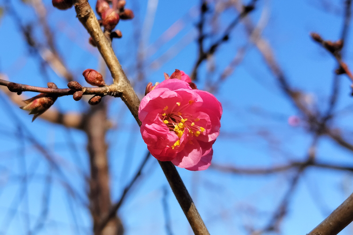 ウメ写真②1200-800