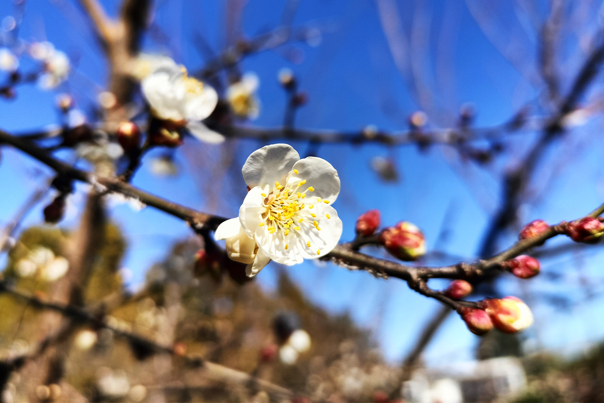 ウメ写真①1200-800