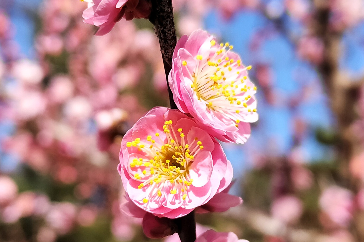 20260224_横浜自然教育園梅2