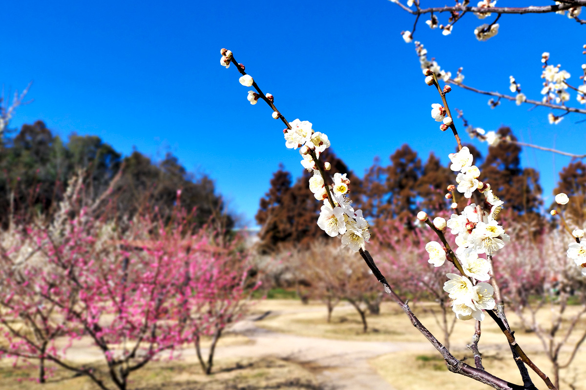 20260224_横浜自然教育園梅1