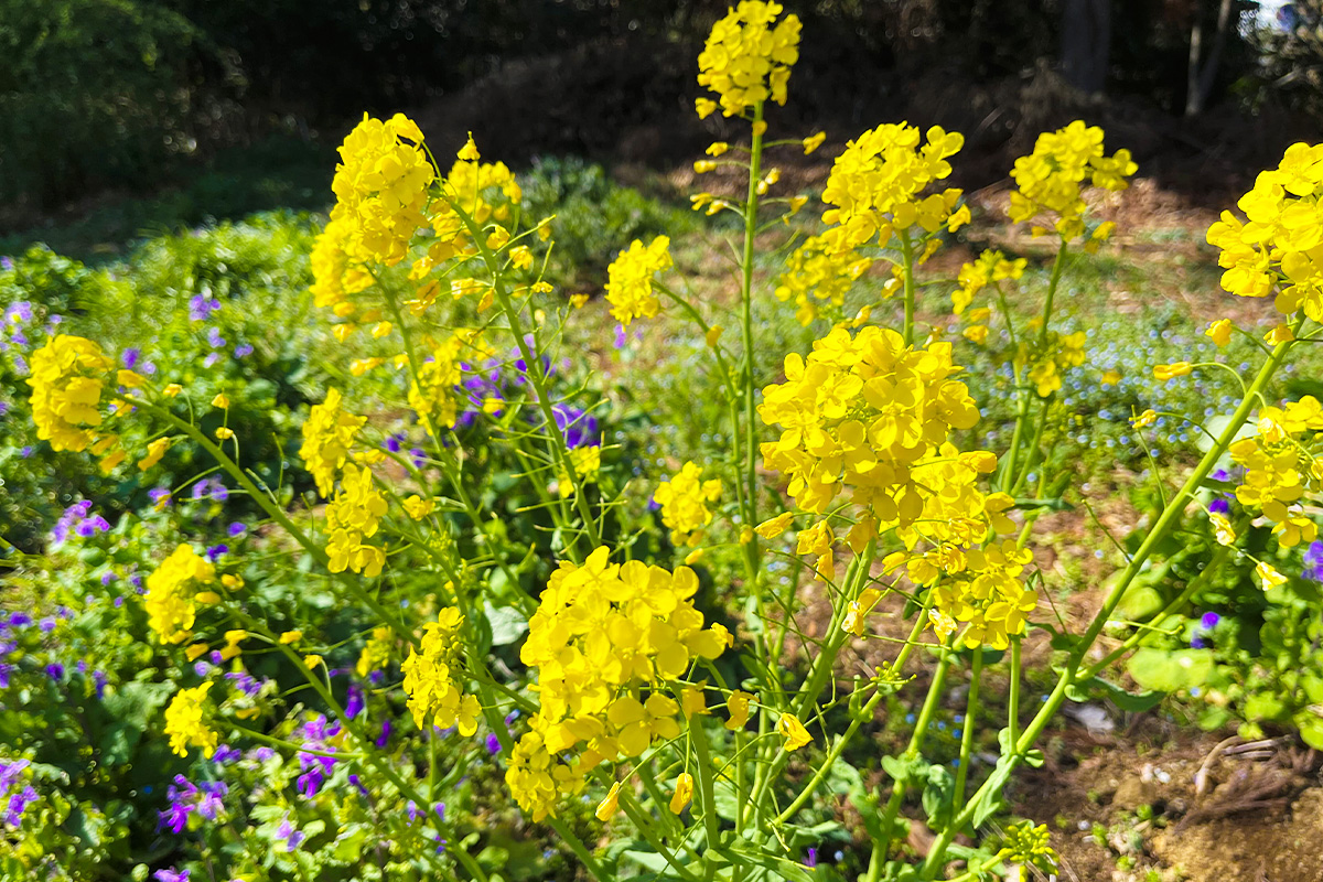 菜の花_横浜自然教育園
