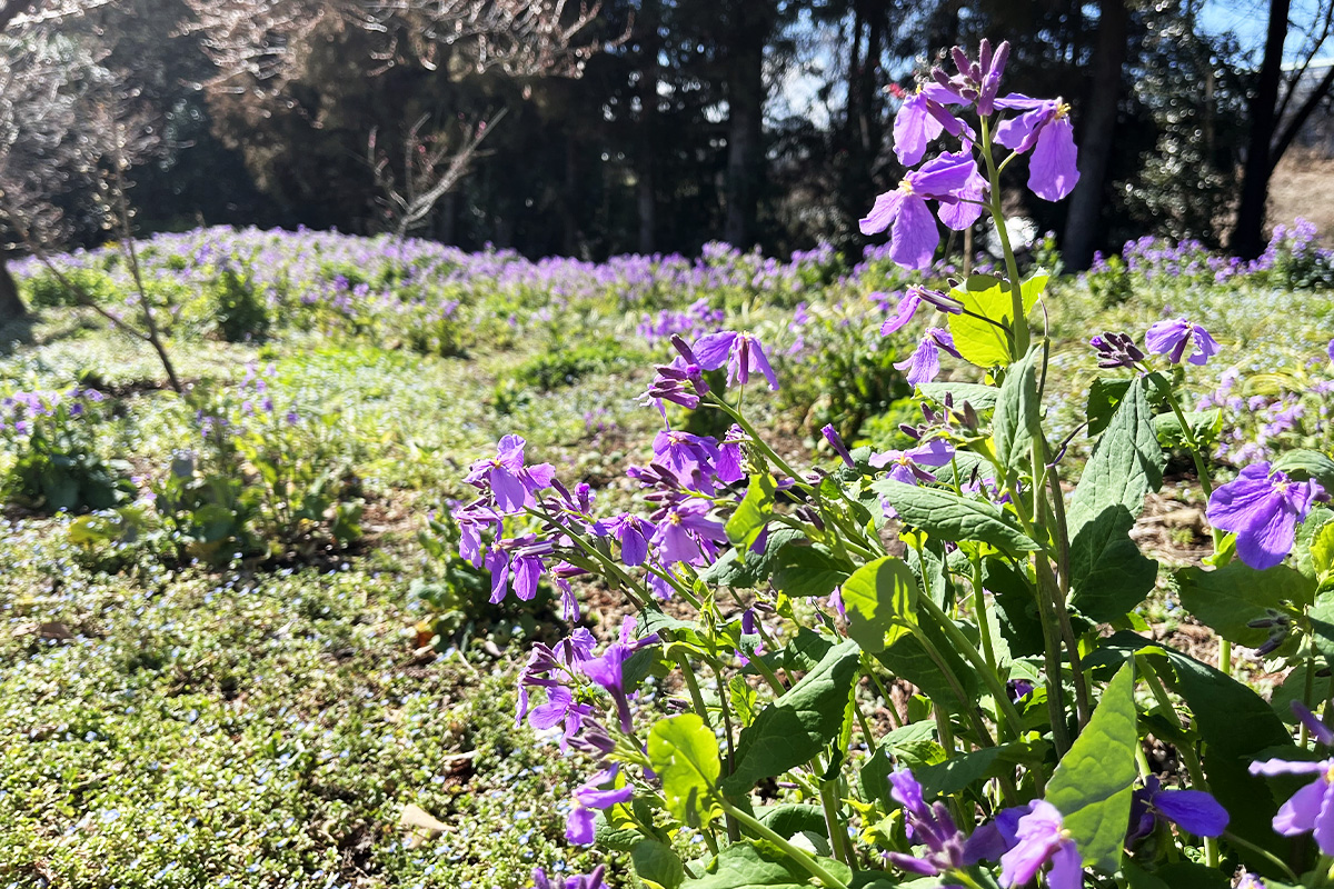 ショカツサイ_横浜自然教育園