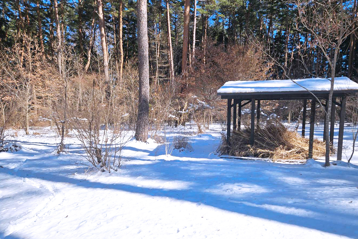 積雪した園内②_
