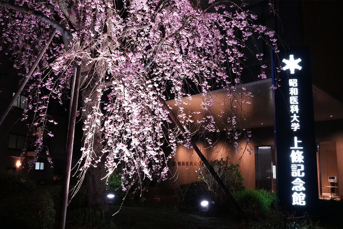 夜桜