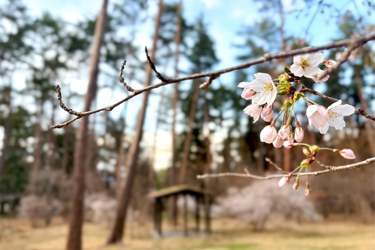 キャンパスの風景⑦