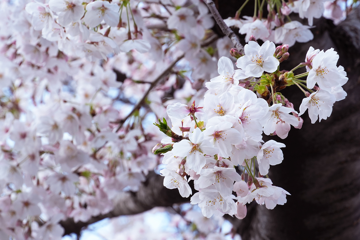 キャンパスの風景②