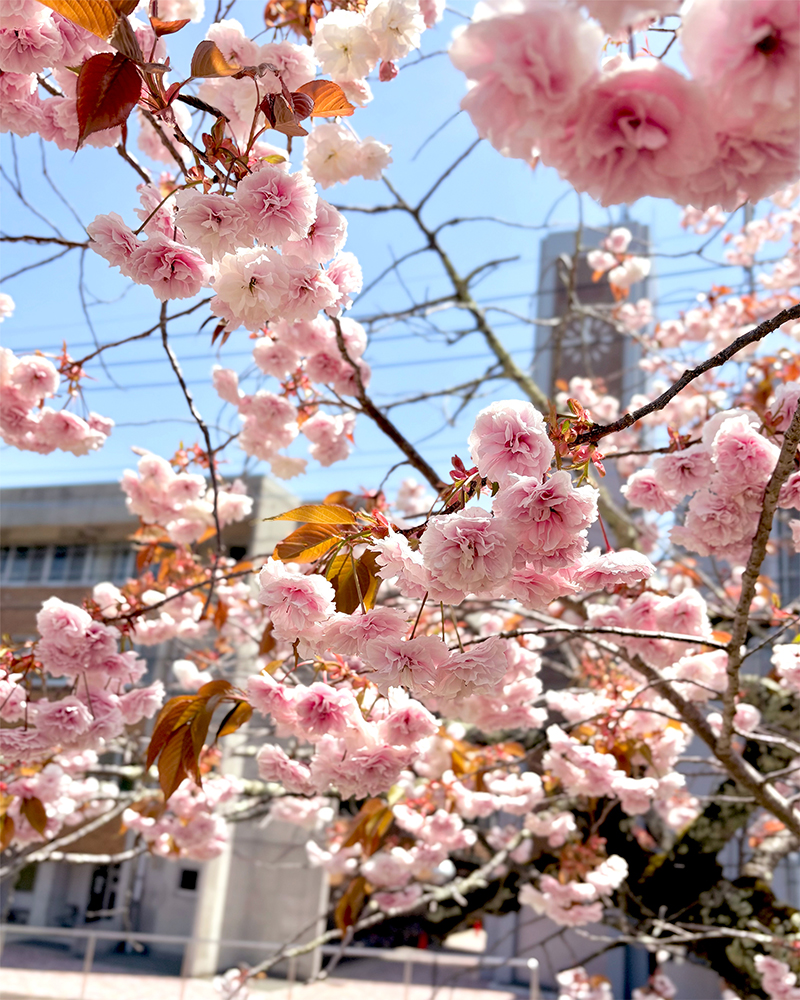 八重桜②