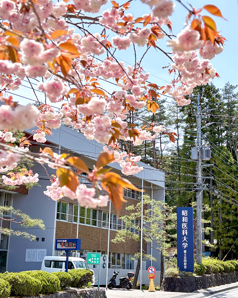 八重桜①　