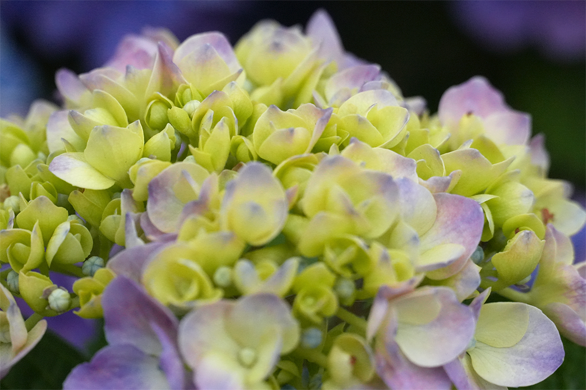 紫陽花⑤