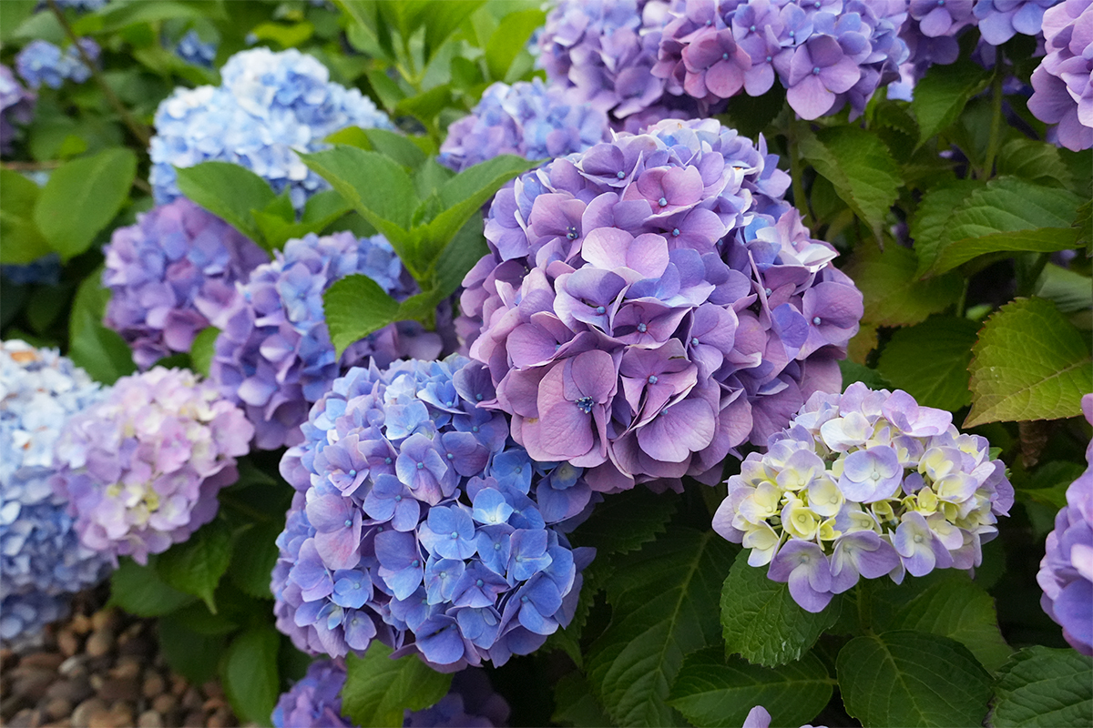 紫陽花①