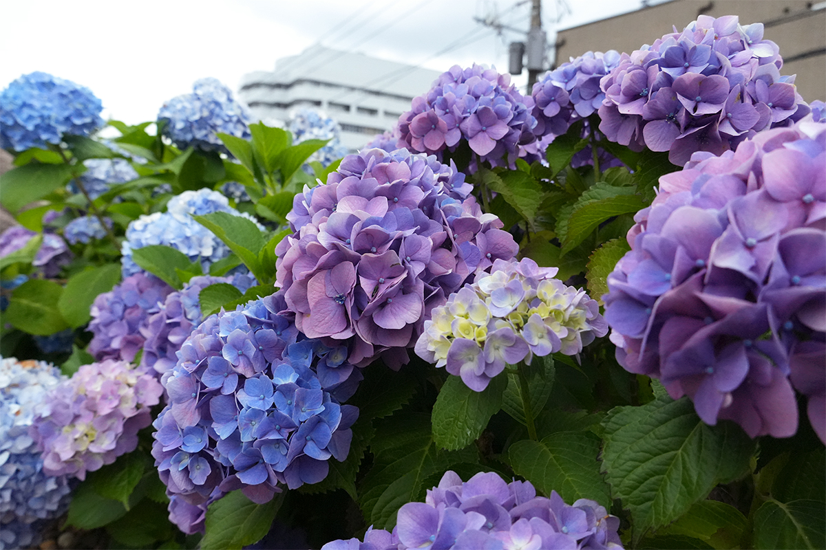 紫陽花③