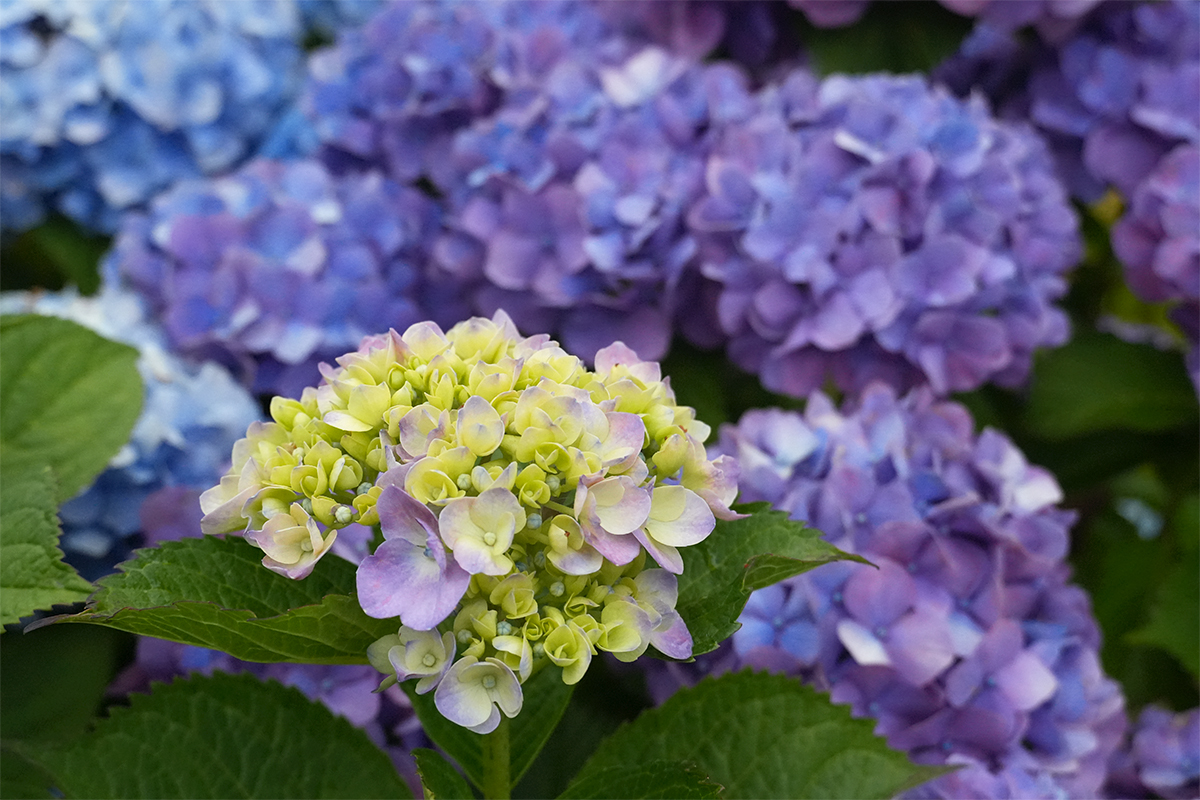 紫陽花②