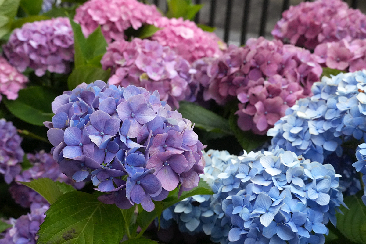 紫陽花④