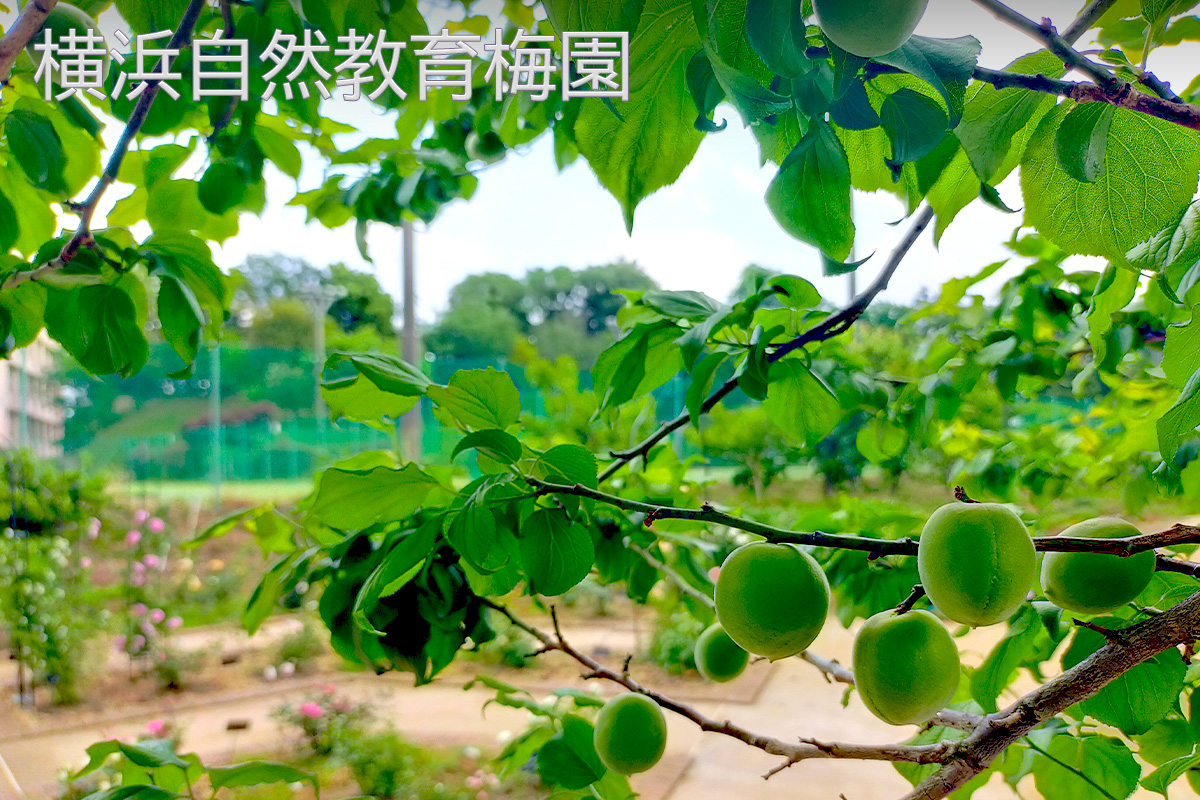 20260330_横浜自然教育梅園