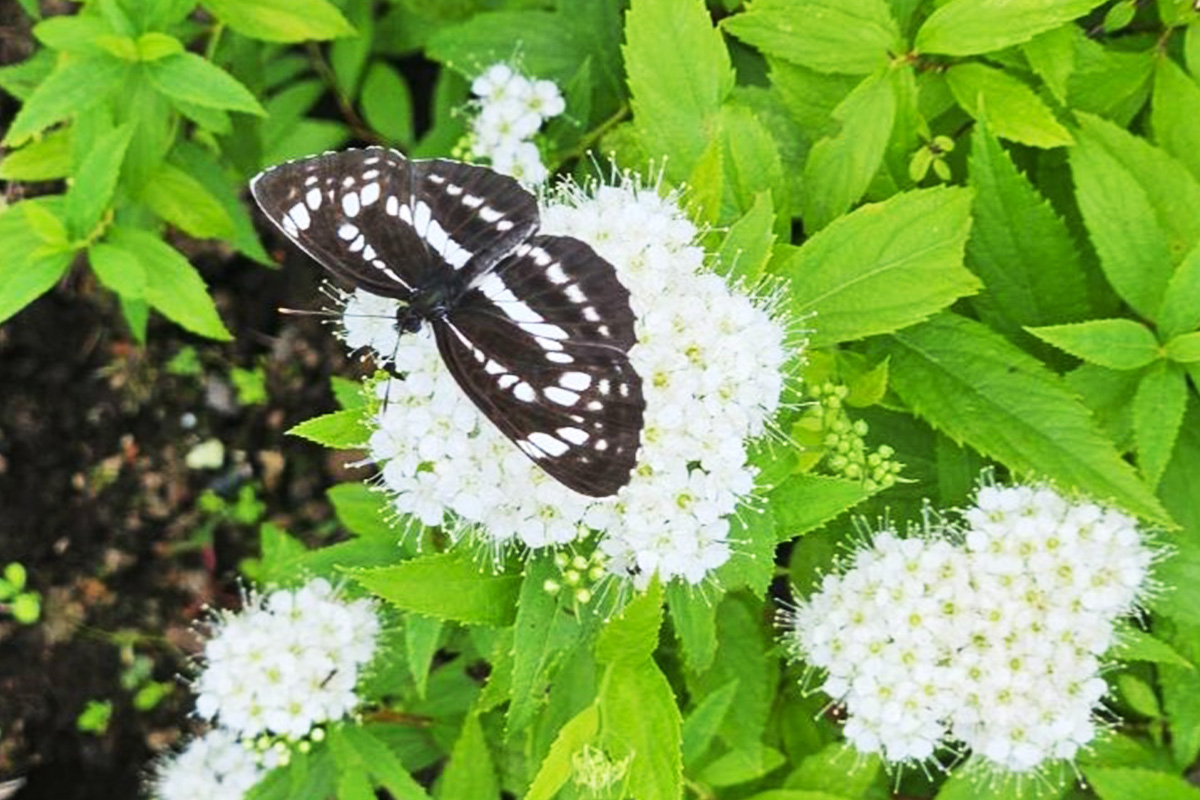 09_花ごよみ白花シモツケ