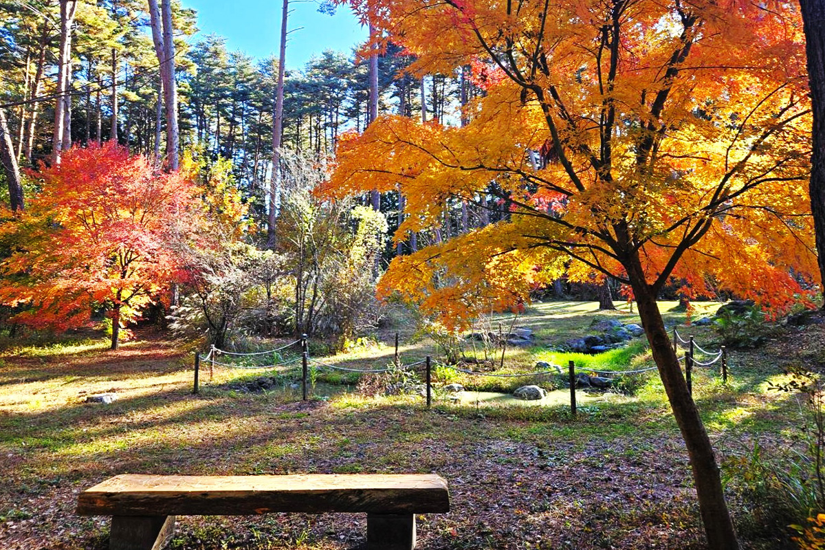 12_花ごよみ紅葉