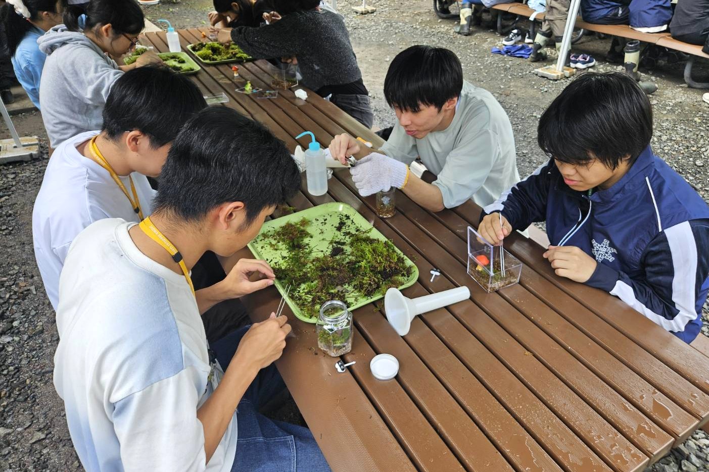 2025コケテラリム作成1