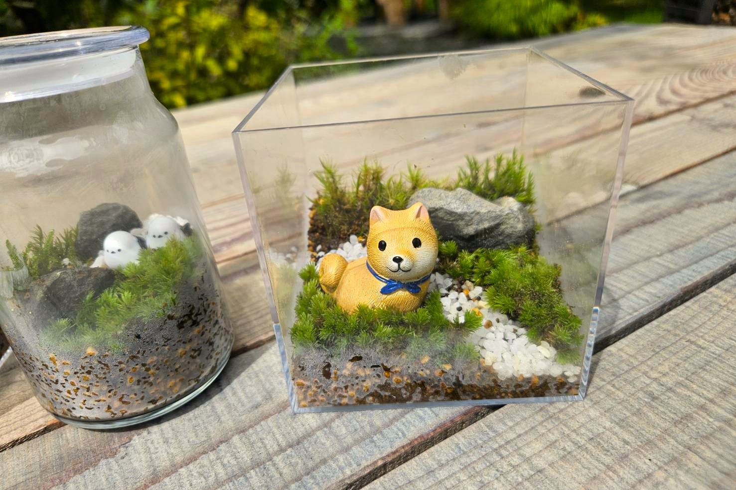 2025コケテラリム作成2