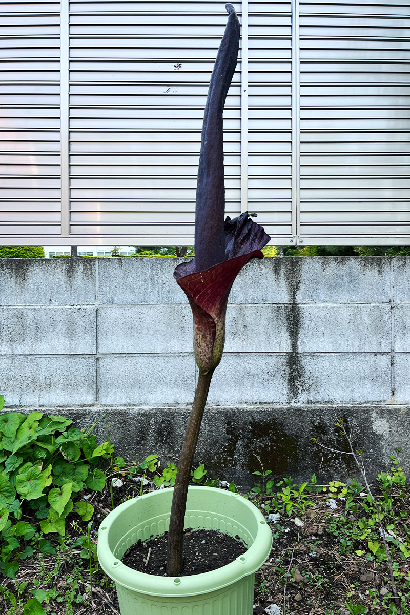 コンニャク